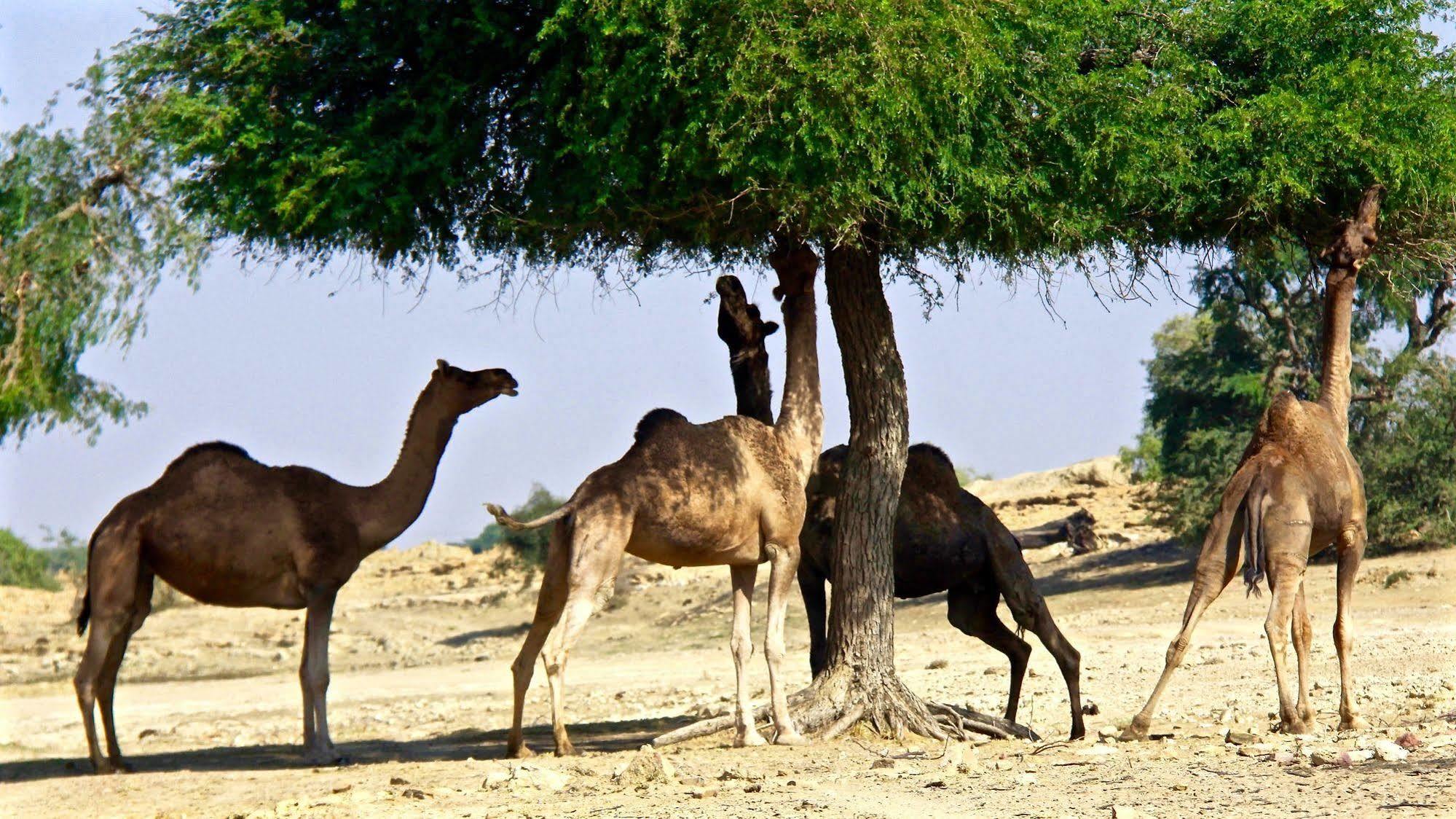 Damodra Desert Camp Джайсалмер Екстериор снимка